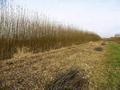 Biomassza ftmvet adtak t Bajn